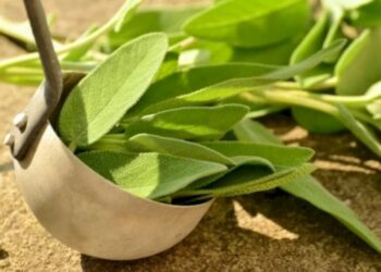 NBRI develops herbal drug for kidney stones