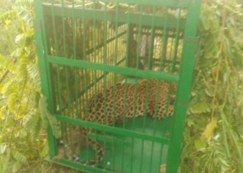 Leopard caught alive in central Kashmir’s Budgam
