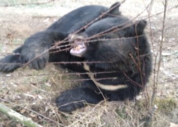 Black bear found dead in Ganderbal