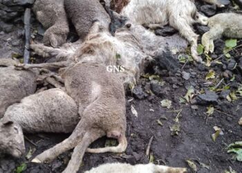 At least 50 sheep, goats perish after cattle shed collapses in Rajouri