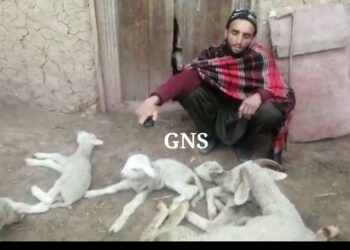 Part of Livestock Perishes Under Mysterious Circumstances in Poonch