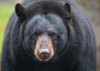 Wildlife Department Catches Bear Alive In Sirajpora Handwara