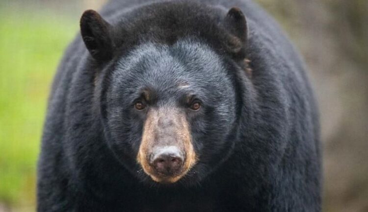 Wildlife Department Catches Bear Alive In Sirajpora Handwara