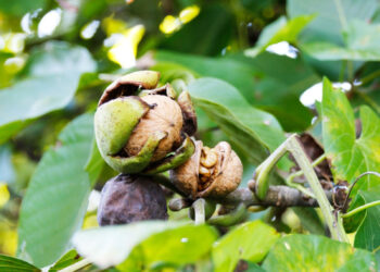 Authorities permit axing of walnut trees that pose threat to life, property