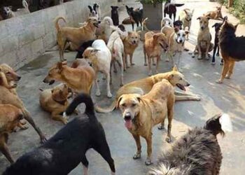 Growing dog menace unleashes terror across Kashmir