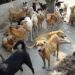 Growing dog menace unleashes terror across Kashmir