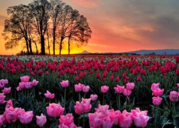 Tulip garden likely to be thrown open after Mar 20