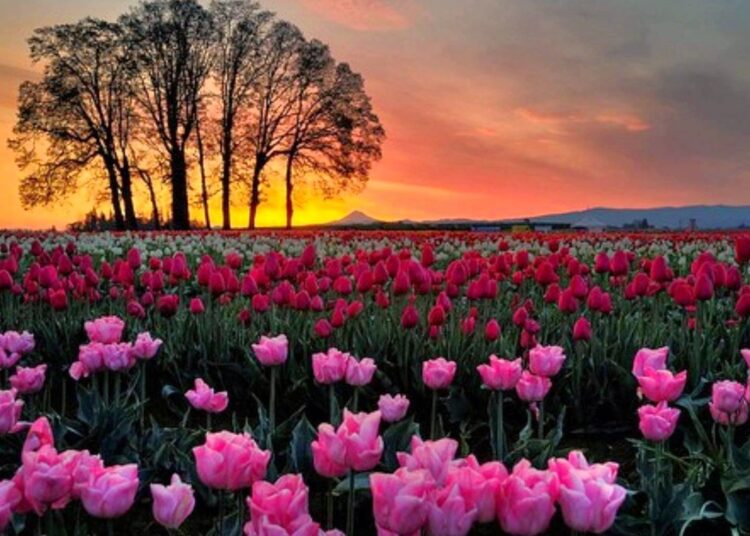 Tulip garden likely to be thrown open after Mar 20