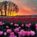 Tulip garden likely to be thrown open after Mar 20