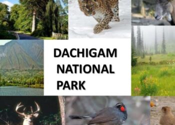 Herd of 60 Hangul seen in Dachigam