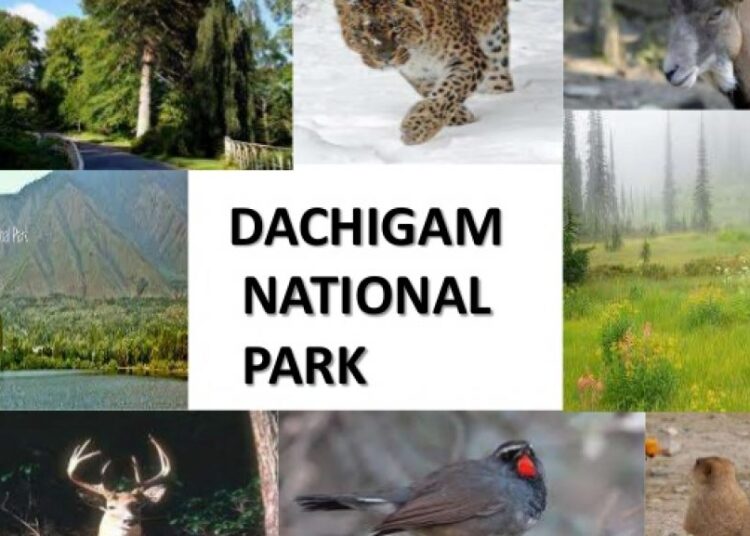Herd of 60 Hangul seen in Dachigam