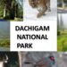 Herd of 60 Hangul seen in Dachigam