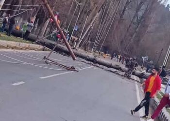 Poplar Trees, Electric Poles Fall Near SKICC, Boulevard Road Blocked