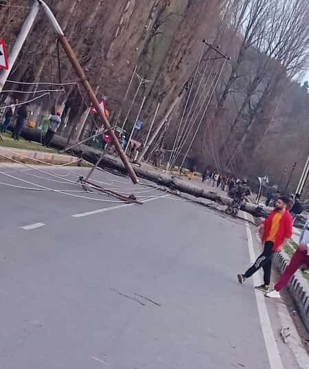 Poplar Trees, Electric Poles Fall Near SKICC, Boulevard Road Blocked