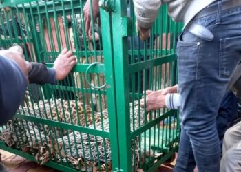 BJP’s Ashok Koul had narrow escape as leopard enters his official residence in Church Lane