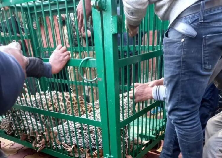 BJP’s Ashok Koul had narrow escape as leopard enters his official residence in Church Lane
