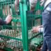 BJP’s Ashok Koul had narrow escape as leopard enters his official residence in Church Lane