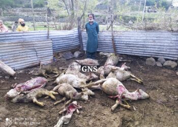 Leopard Attack Leaves 14 Sheep Dead, Several Others Injured in Poonch