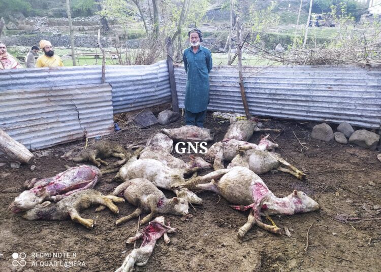 Leopard Attack Leaves 14 Sheep Dead, Several Others Injured in Poonch