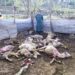 Leopard Attack Leaves 14 Sheep Dead, Several Others Injured in Poonch