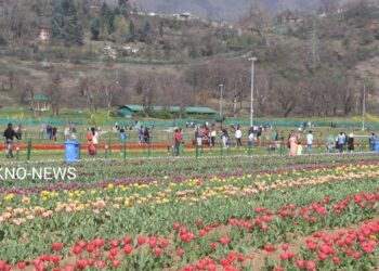 In 3 days, 35000 persons visit Tulip garden