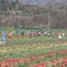 In 3 days, 35000 persons visit Tulip garden