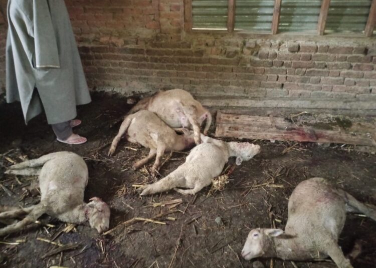 13 Sheep Killed in Suspected Leopard Attack in Qalamabad, Handwara