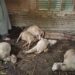 13 Sheep Killed in Suspected Leopard Attack in Qalamabad, Handwara