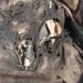 Two slain JeM militants in Jammu encounter were wearing fidayeen vests; aim was to inflict maximum damage on forces: DGP Dilbagh Singh