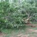 Hailstorm hits many villages of Kupwara