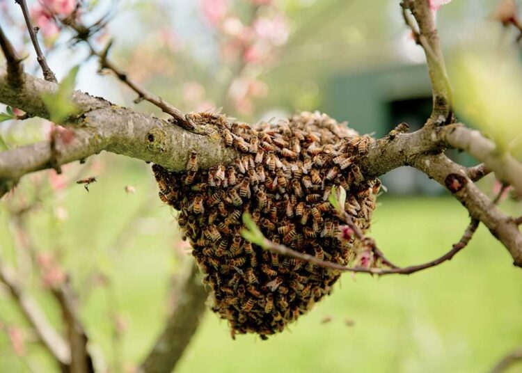 World Honey Bee Day: Kashmir produces world’s number 1 honey, say Experts