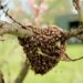 World Honey Bee Day: Kashmir produces world’s number 1 honey, say Experts