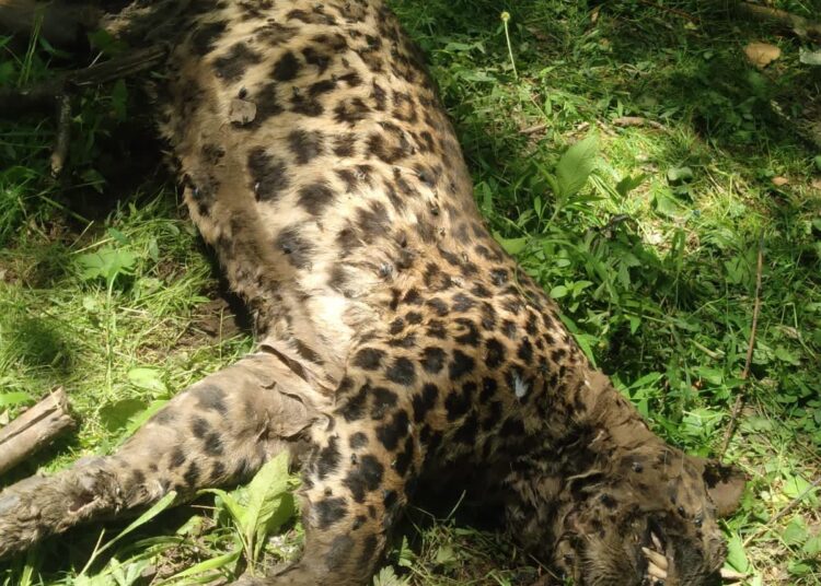 Leopard found dead in Budgam
