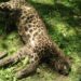 Leopard found dead in Budgam