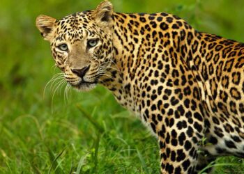 Scare continues as man-eater leopard untraceable in Uri