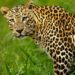 Scare continues as man-eater leopard untraceable in Uri