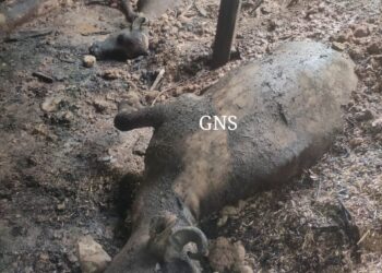 2 buffaloes, 3 goats charred alive in Poonch
