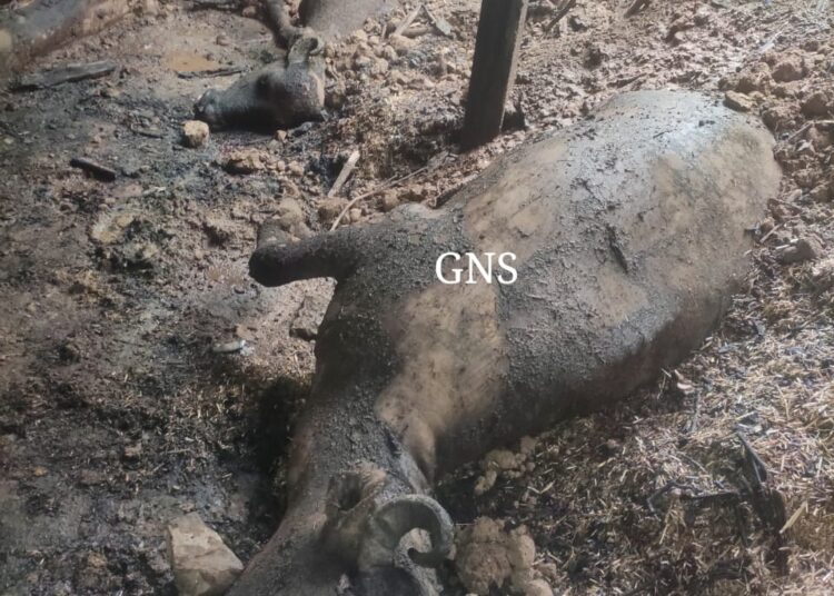 2 buffaloes, 3 goats charred alive in Poonch