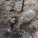 2 buffaloes, 3 goats charred alive in Poonch