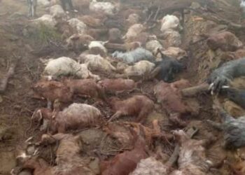 Heavy rains kill 70 sheep in Kashmir