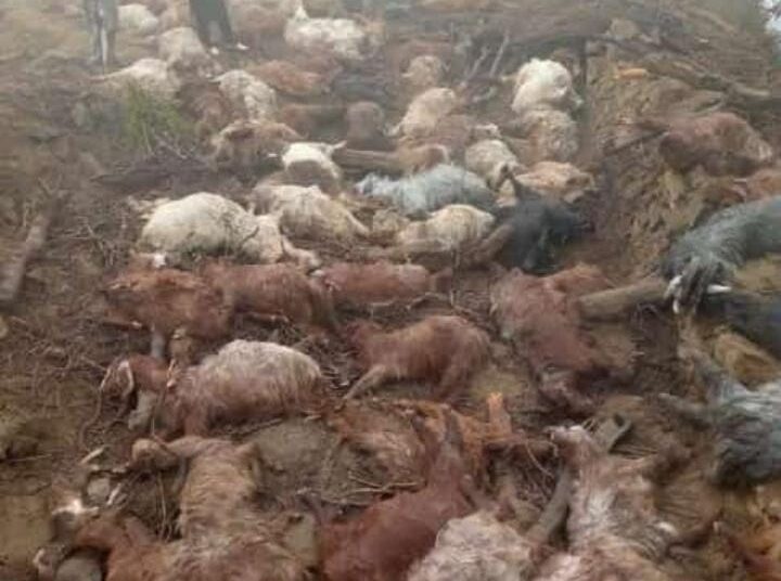 Heavy rains kill 70 sheep in Kashmir