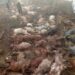 Heavy rains kill 70 sheep in Kashmir