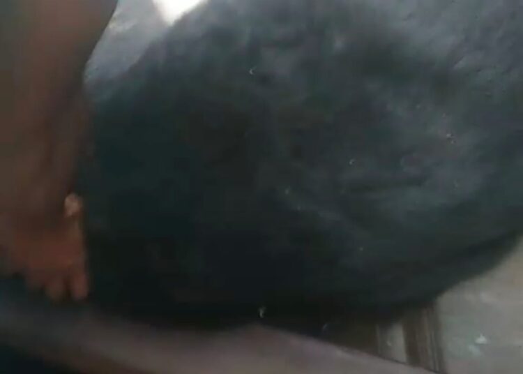 Panic continues as wild bear continues to roam in Pulwama villages