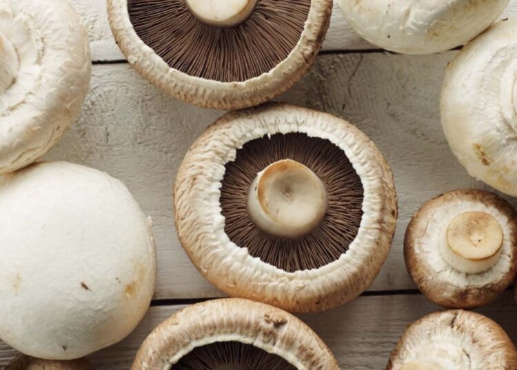 Progressing J&K : Mushroom emerging as new cash crop across J&K