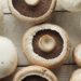 Progressing J&K : Mushroom emerging as new cash crop across J&K