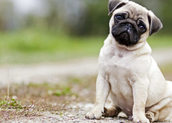 Register your pets or face action: SMC to people