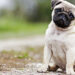 Register your pets or face action: SMC to people