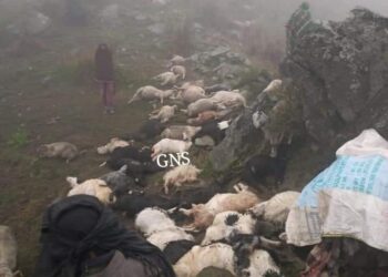 Man injured as 50 sheep, goat perish due to lightning, thunderstorm in Rajouri