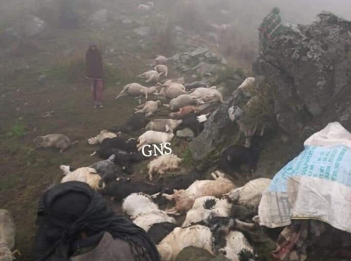 Man injured as 50 sheep, goat perish due to lightning, thunderstorm in Rajouri