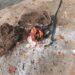 Suspicious Bag Found in Srinagar Outskirt, No IED: Police